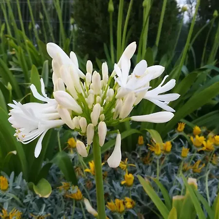 Agapanthus De Lujo *